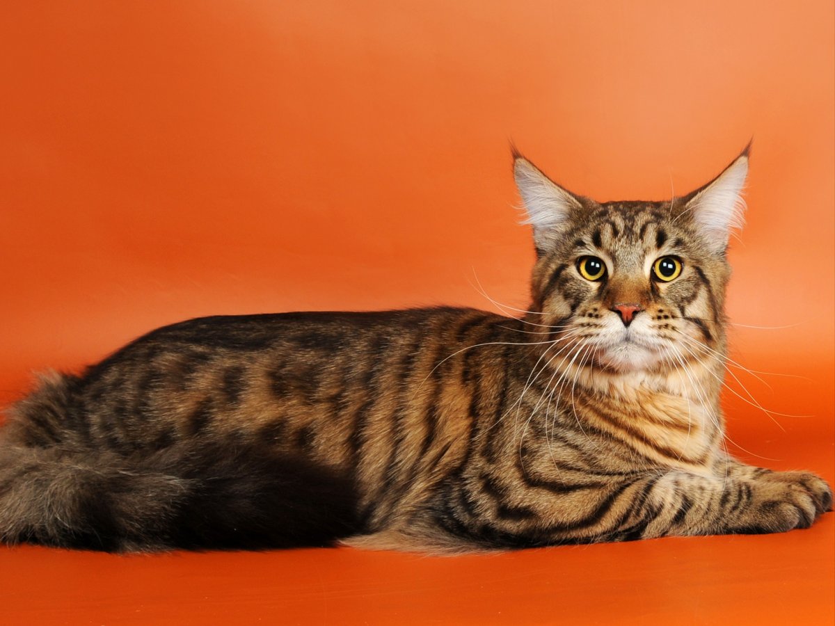 Табби макрель Мейн кун