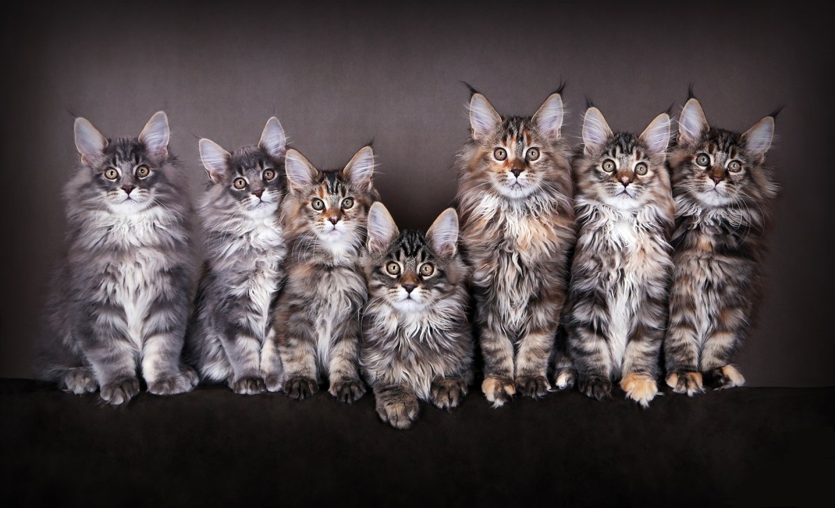 Кошка Мейн кун с котятами