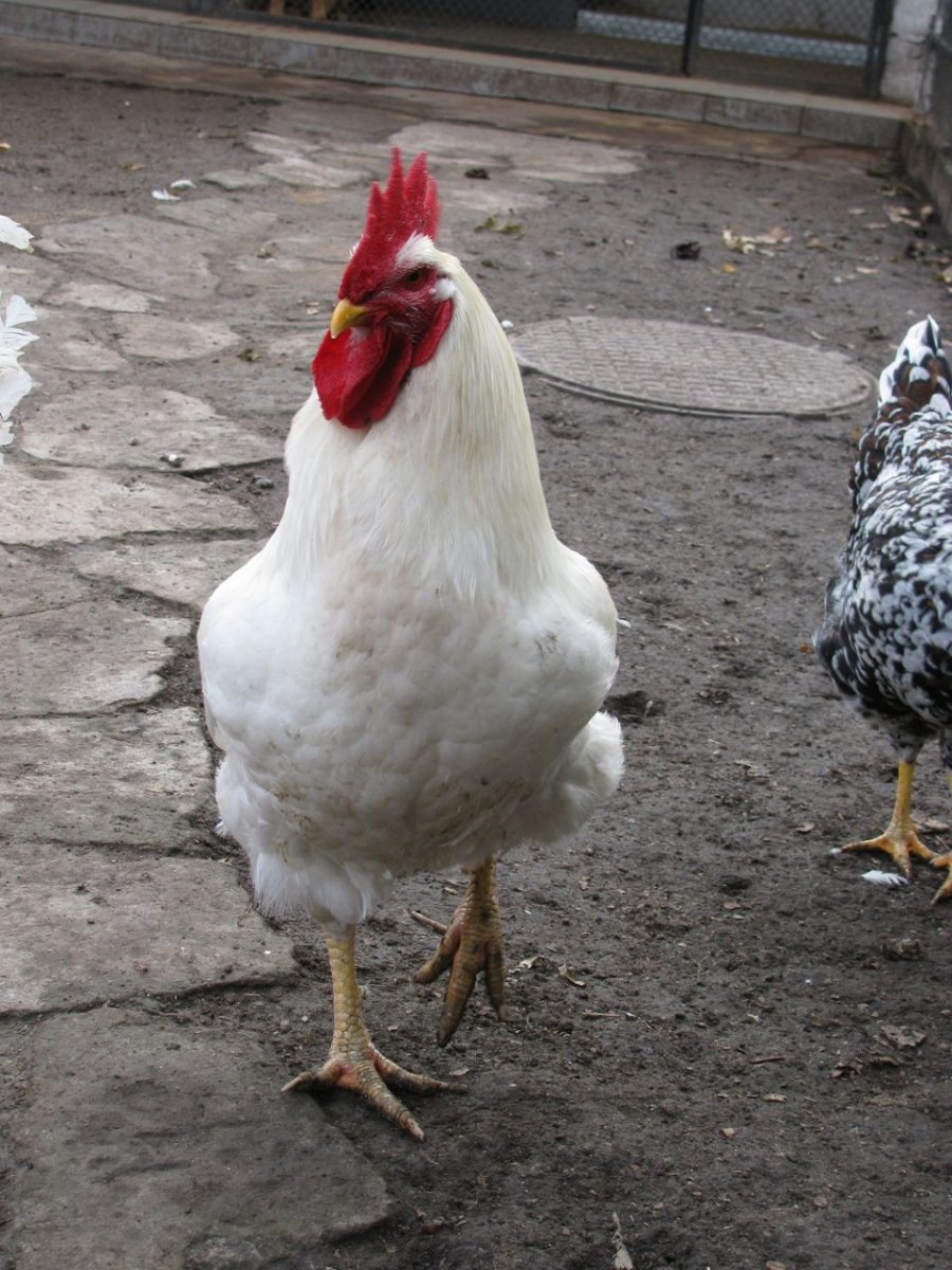 Куры Геркулес