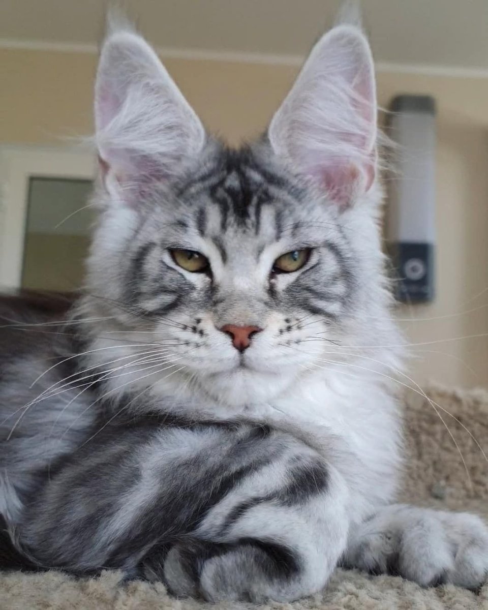 Мейн кун серебристый макрель