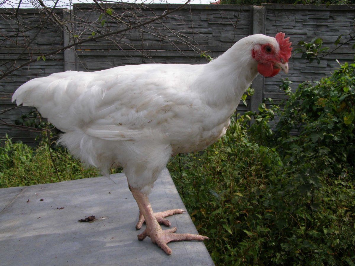 Геркулес белый порода кур