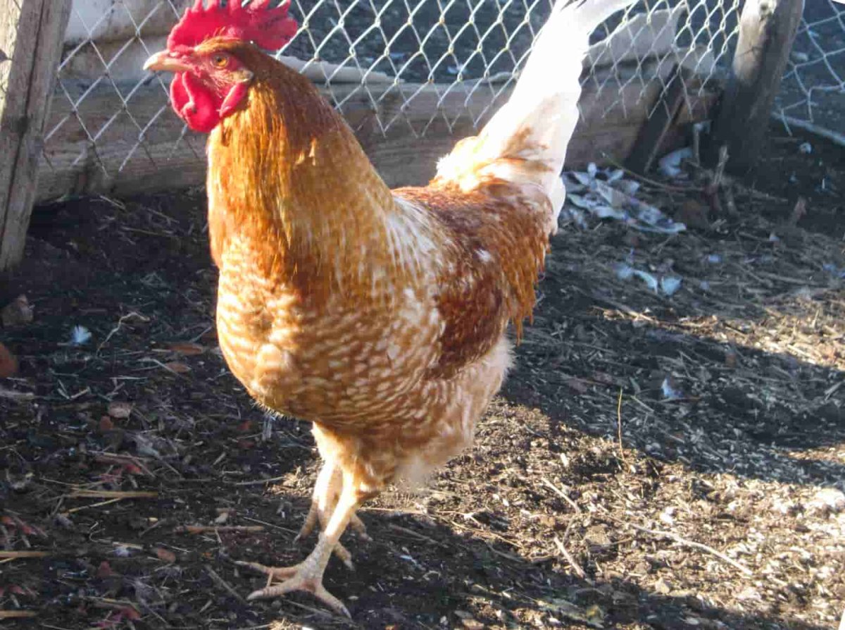 Порода кур Геркулес