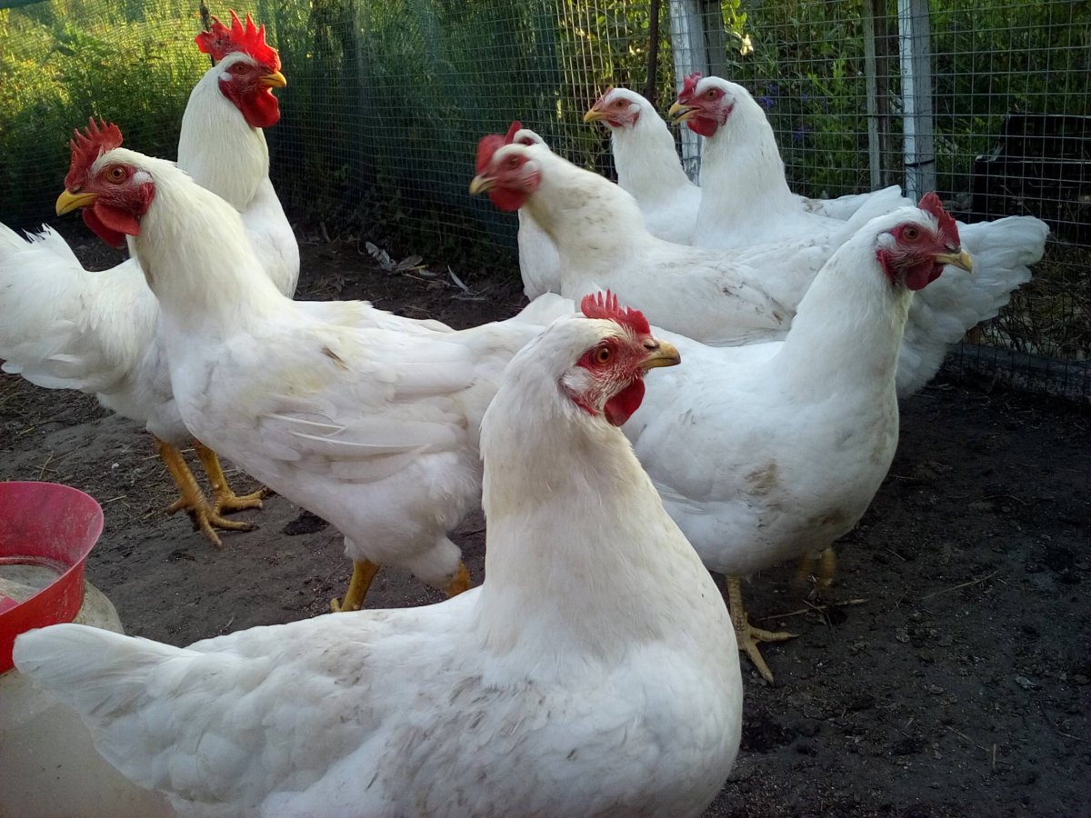 Бройлер Геркулес