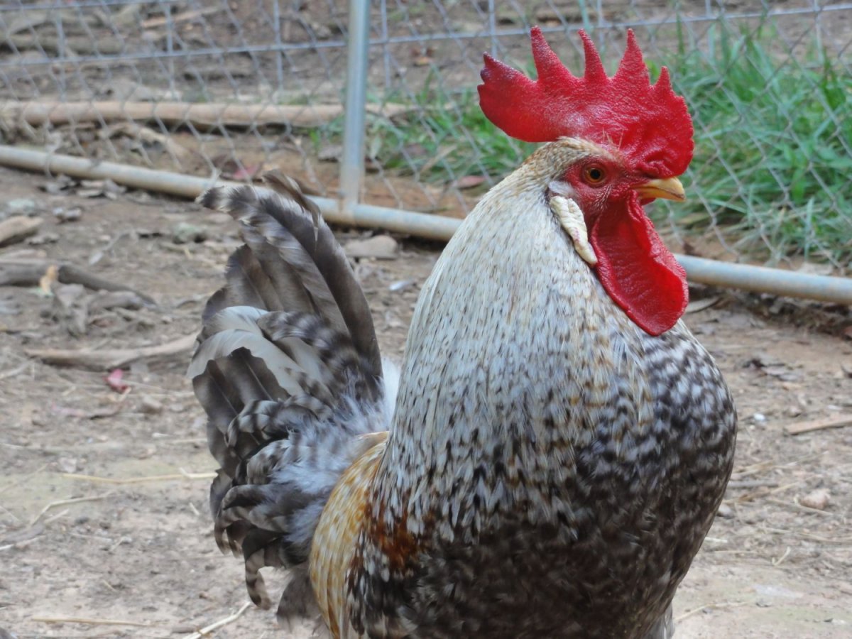 Купить курей Геркулес в Белгородской области