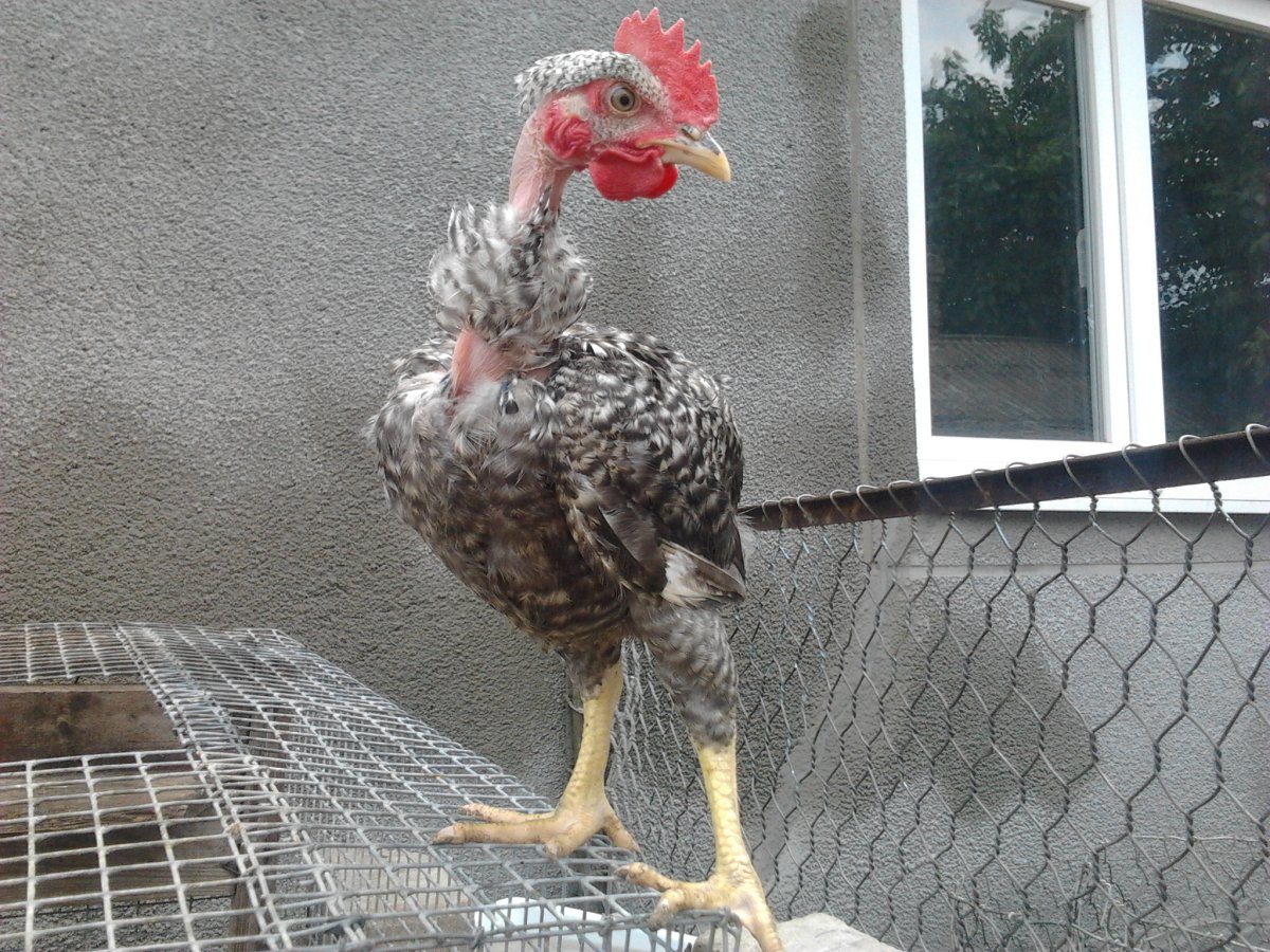 Куры породы Геркулес