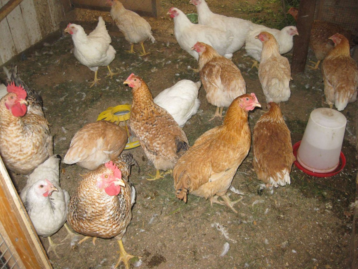 Цыплята Геркулес