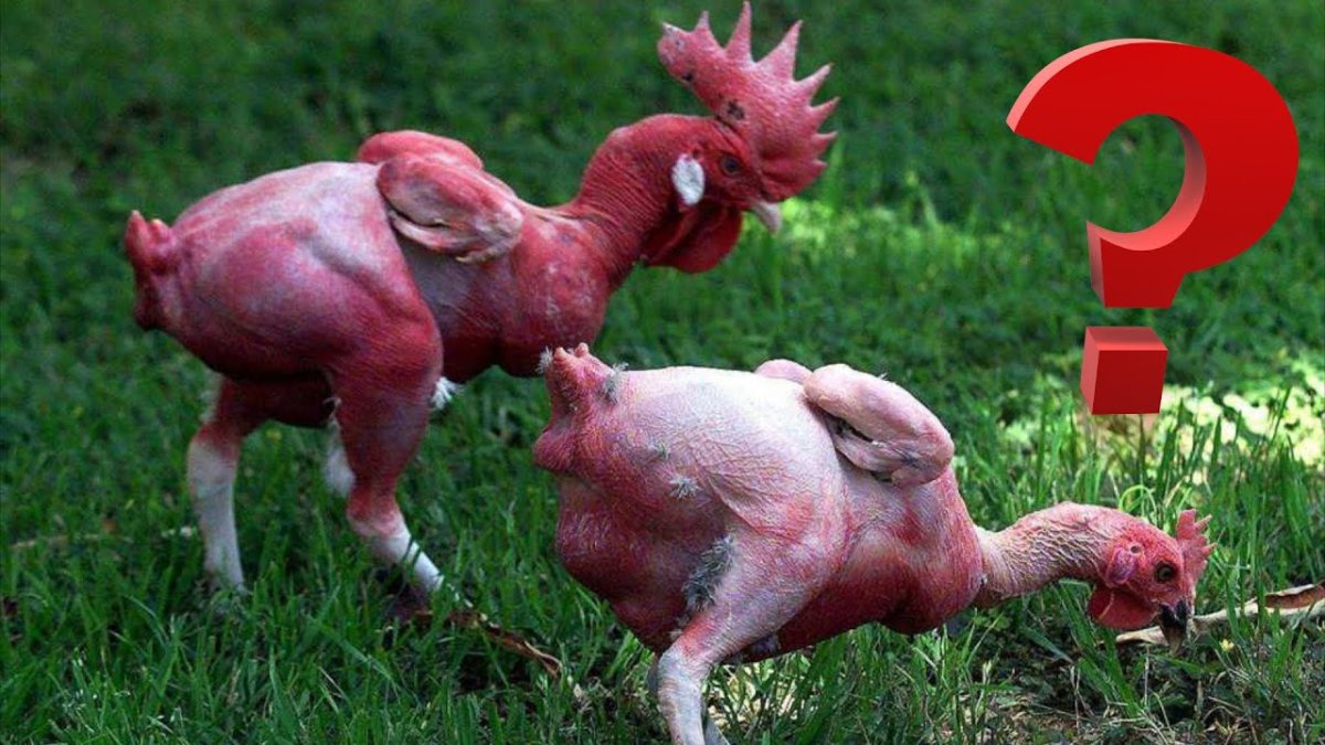 Куры бройлеры Триколор