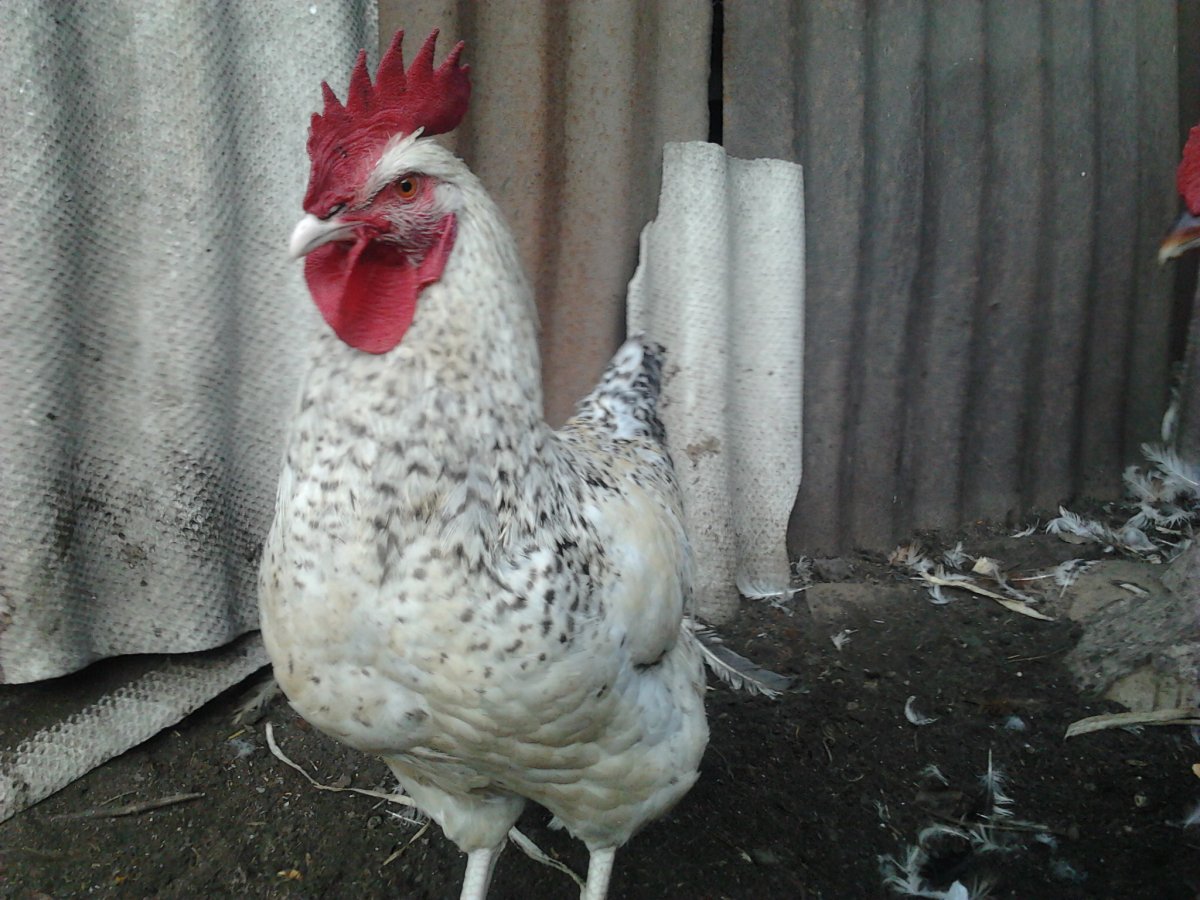 Куры породы Геркулес