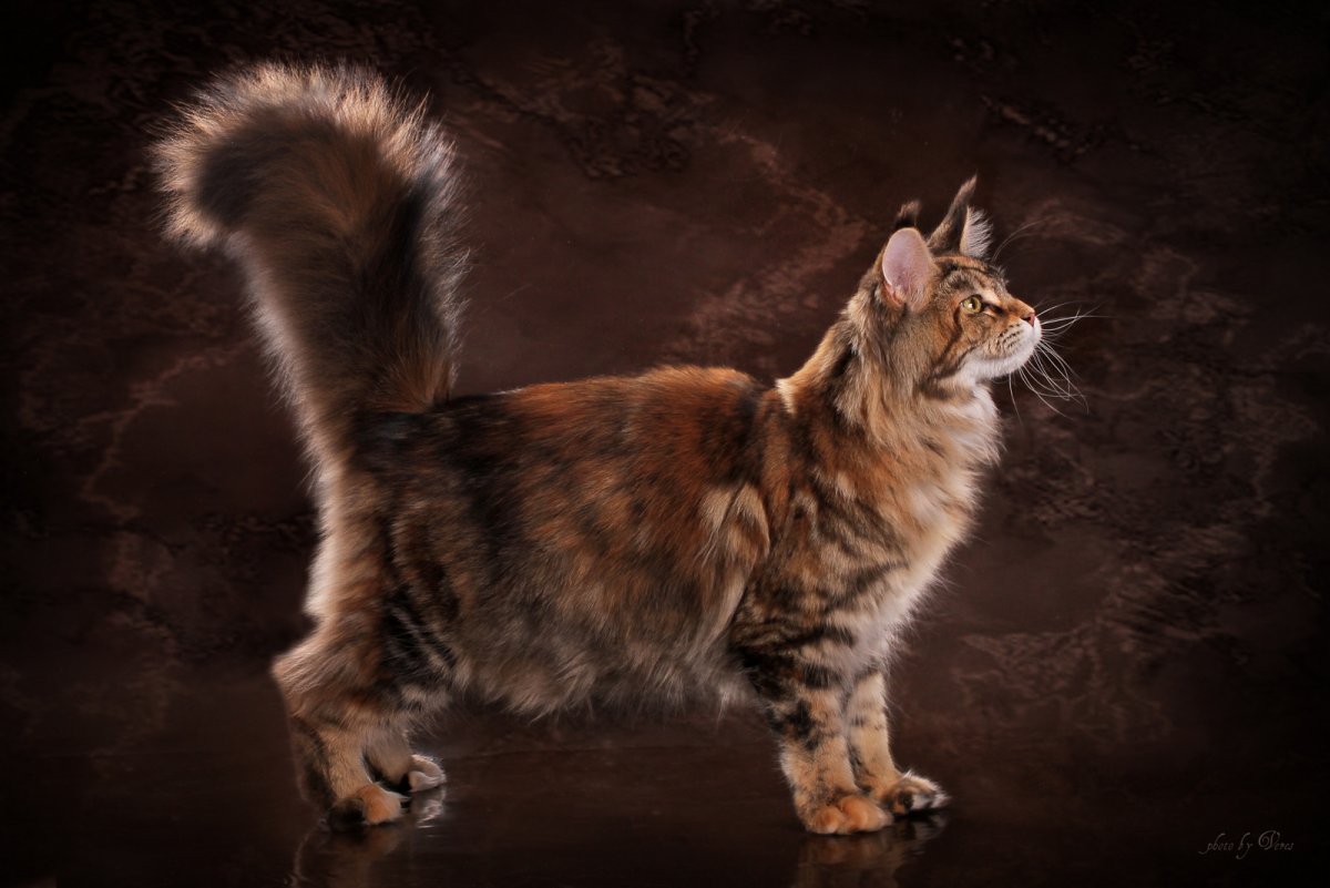 Манчкин и Мейн кун