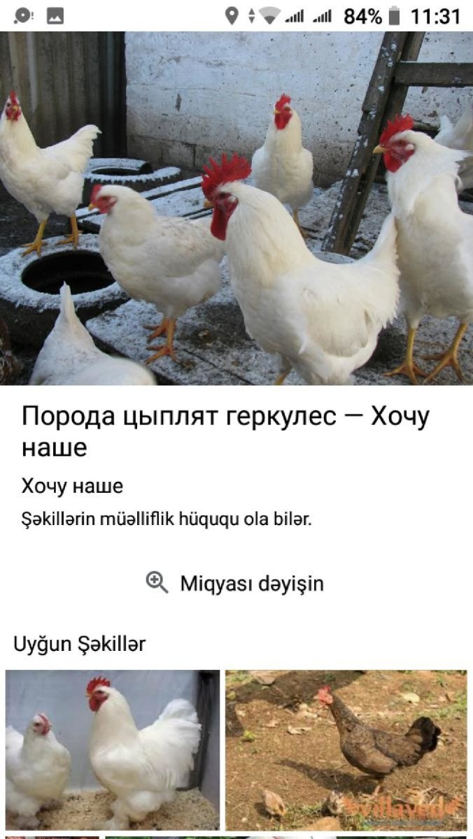 Геркулес Кубаночка куры