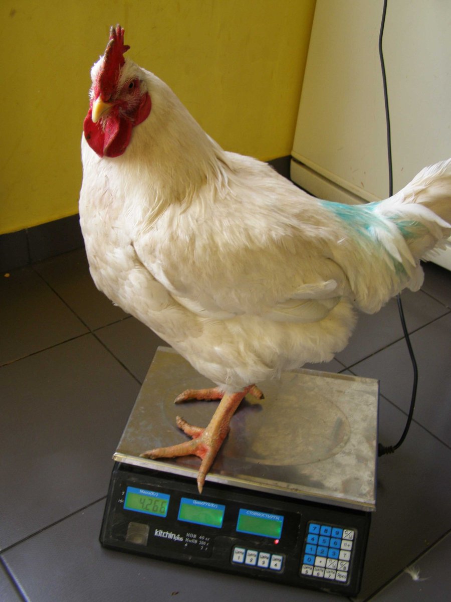 Геркулес белый порода кур