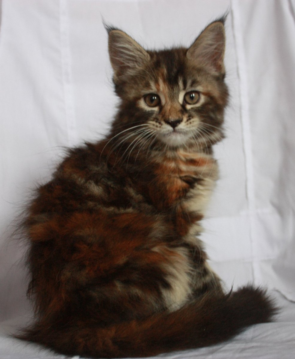 Мейн кун черепаховый