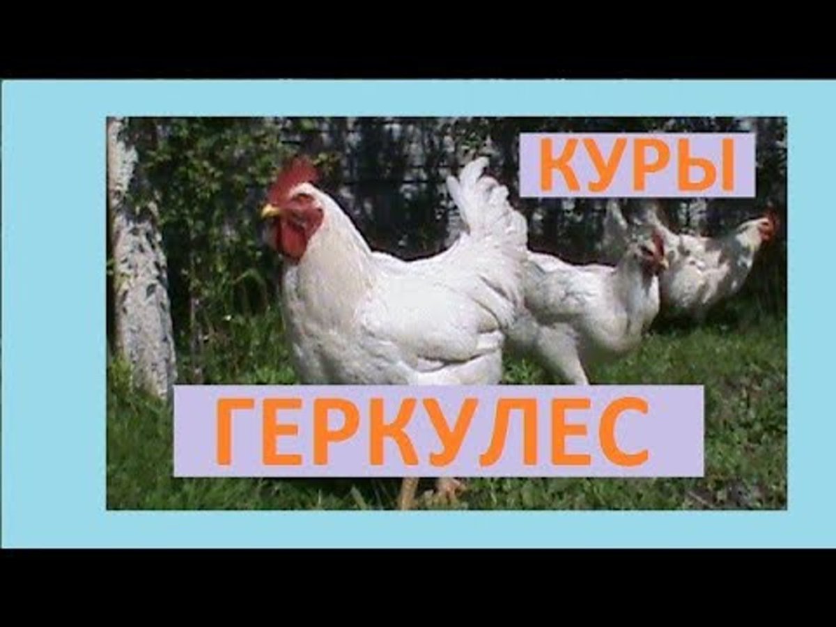 Белый Корниш куры
