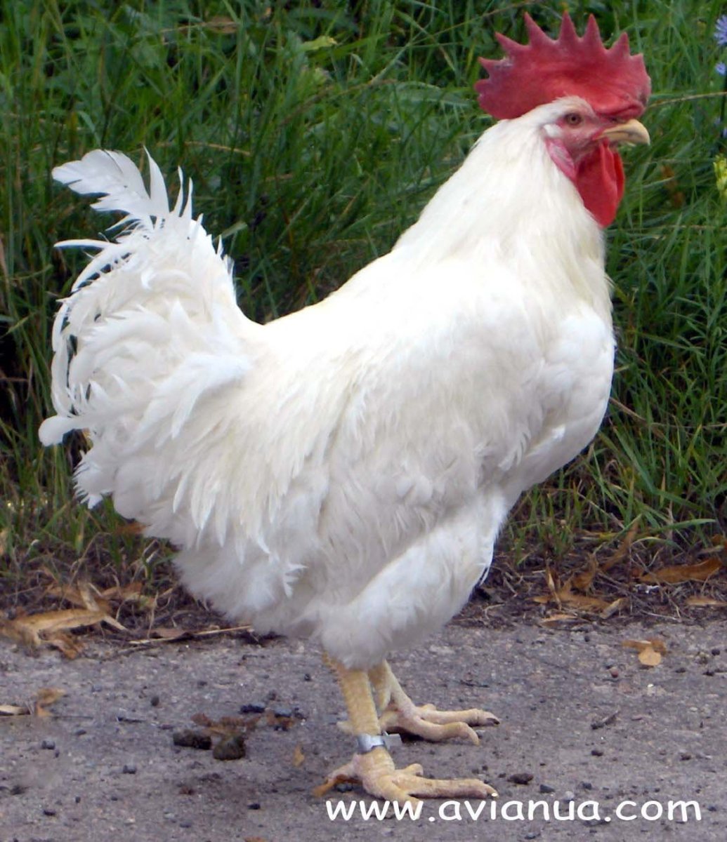 Бройлер Геркулес