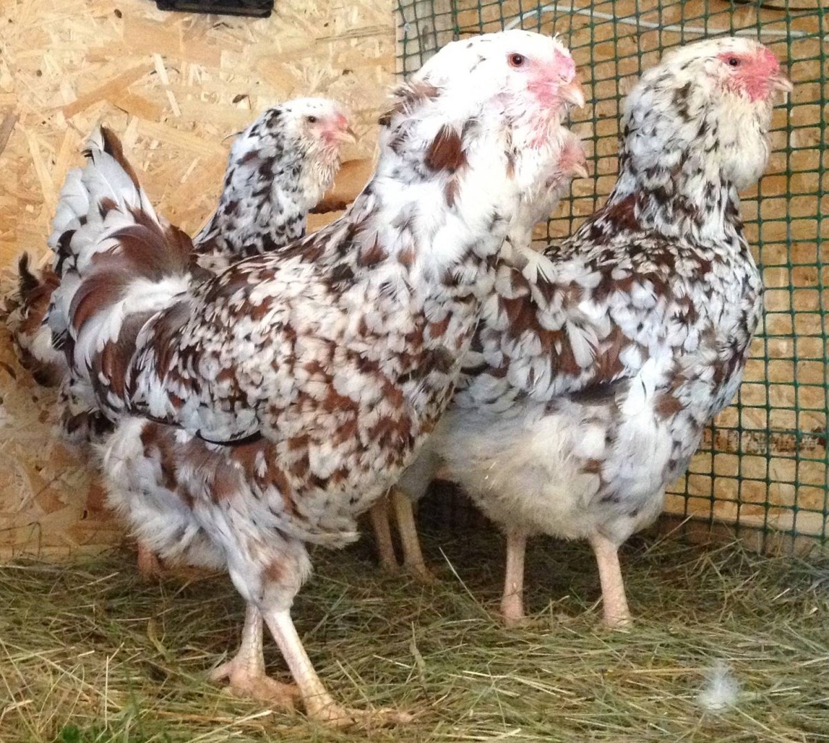 Таблица кормления цыплят бройлеров