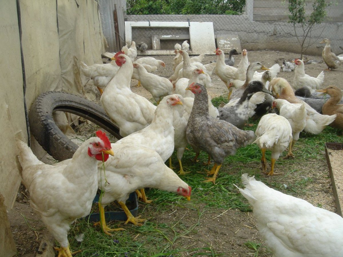 Куры породы Геркулес