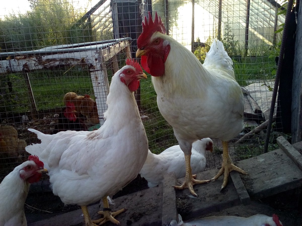 ОРП серебристо окаймленный