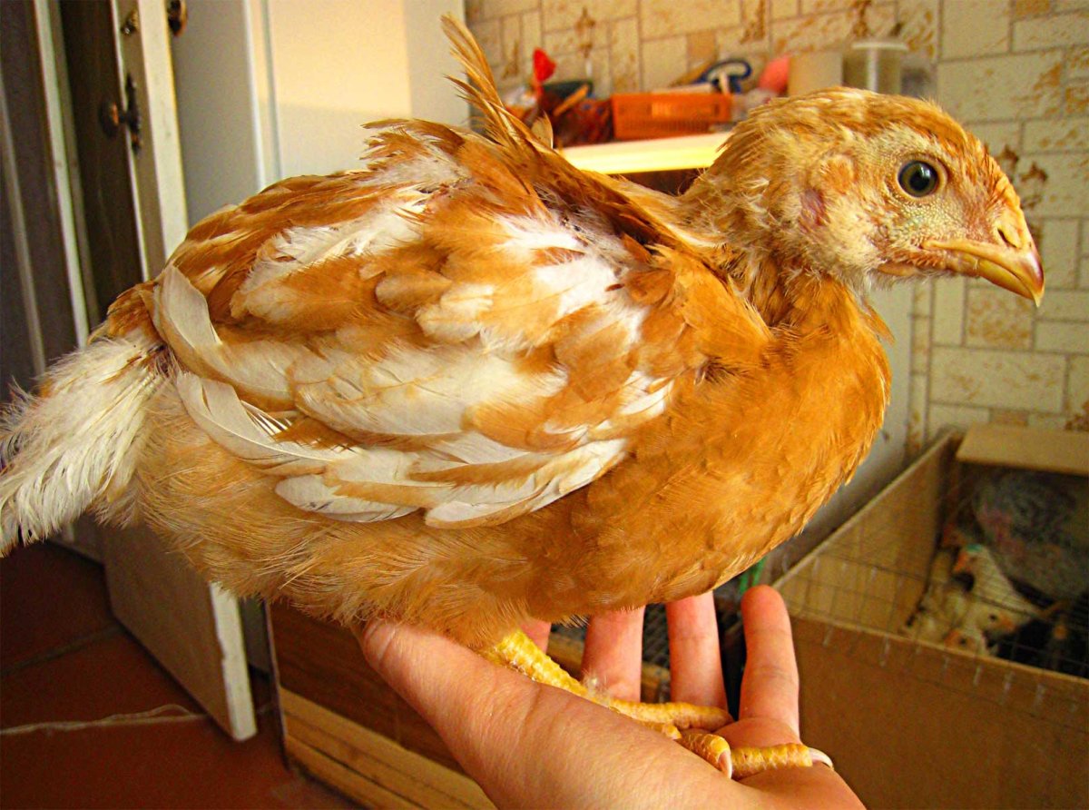 Куры Геркулес белый