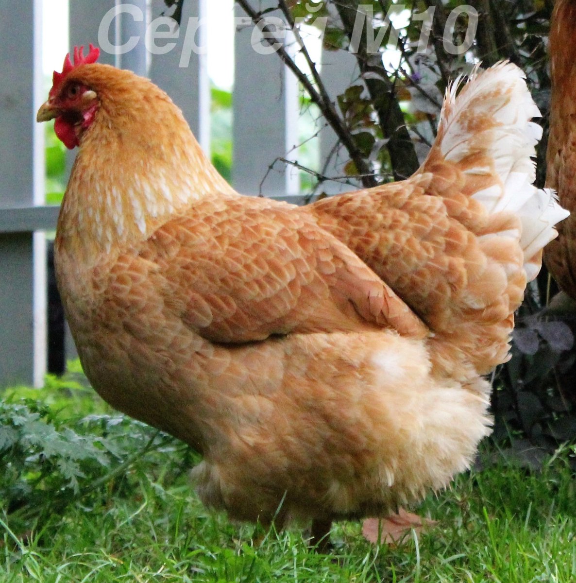 Бресс Галльская порода