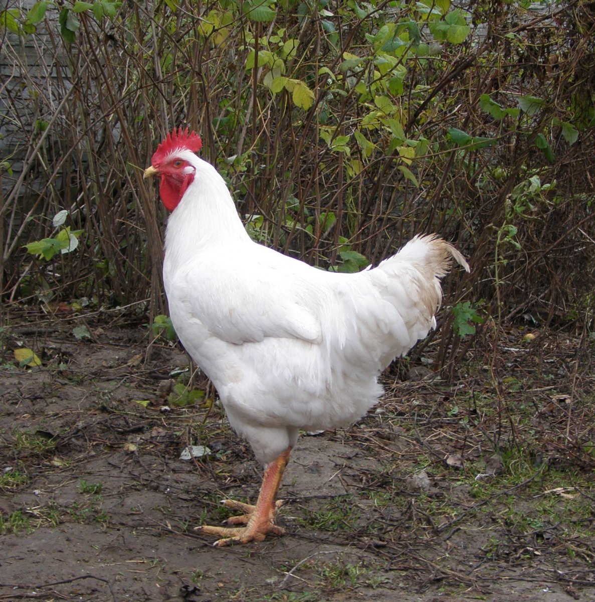 Бройлер Геркулес