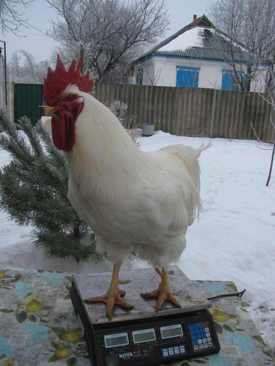 Голошейка Геркулес