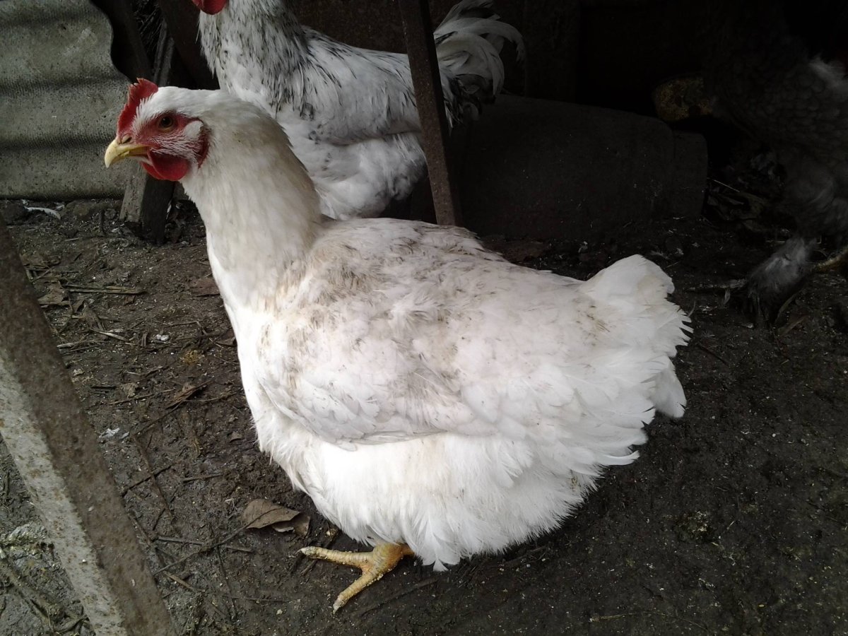 Куры Геркулес