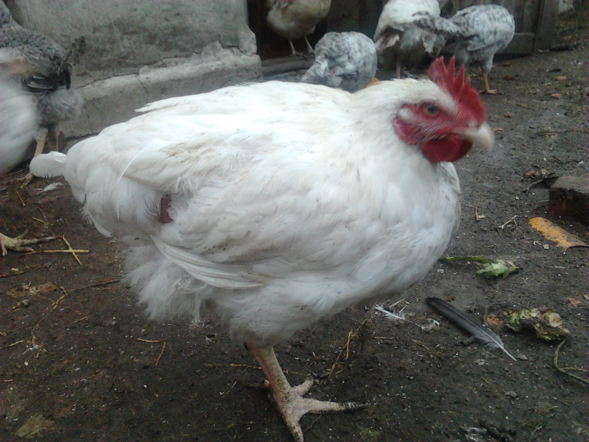 Бройлер Геркулес