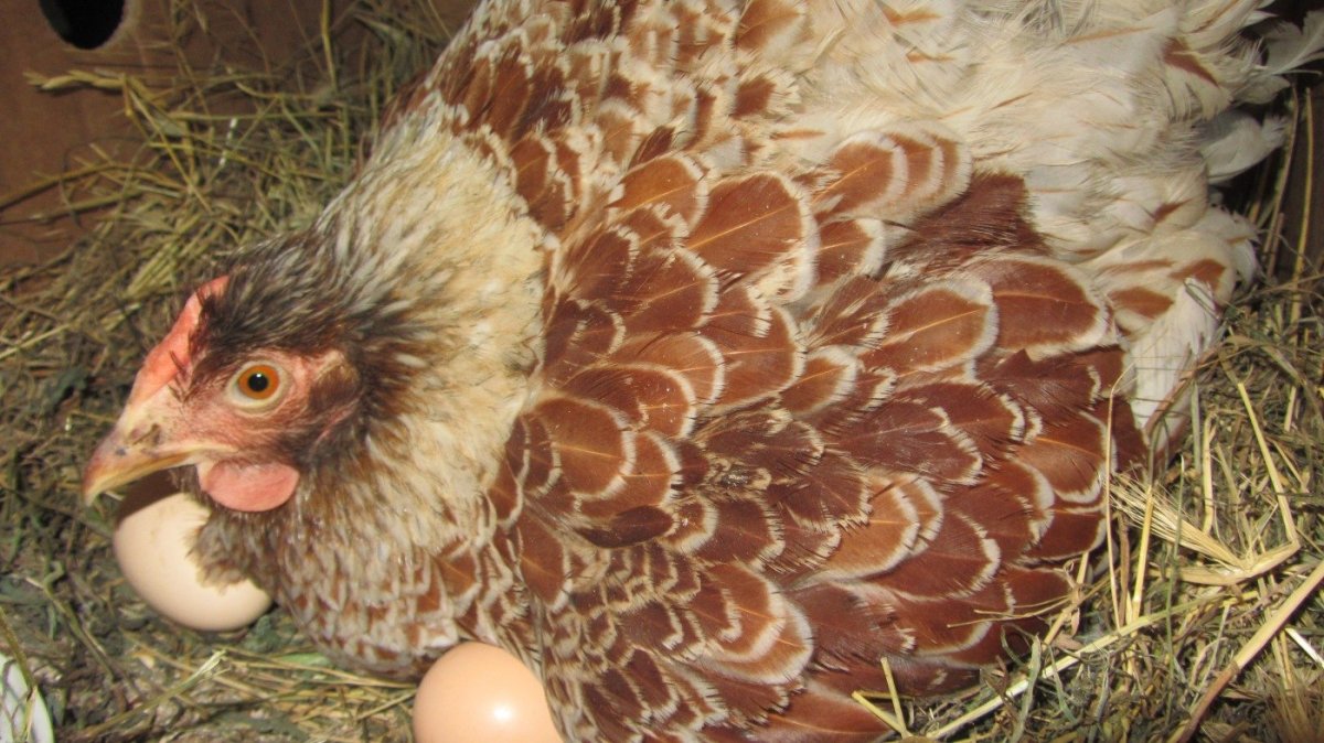 Несушка плимутрок полосатый