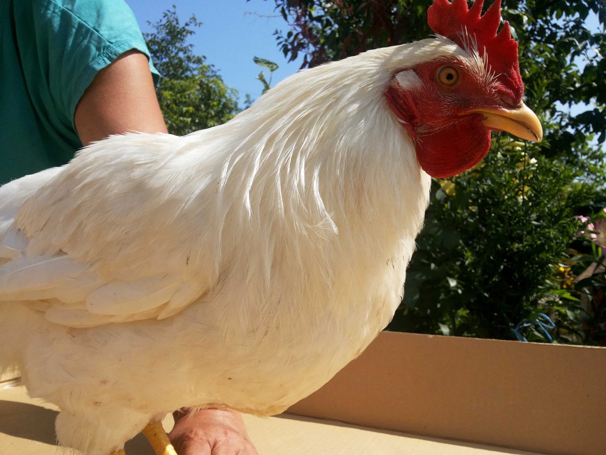 Петух породы Геркулес