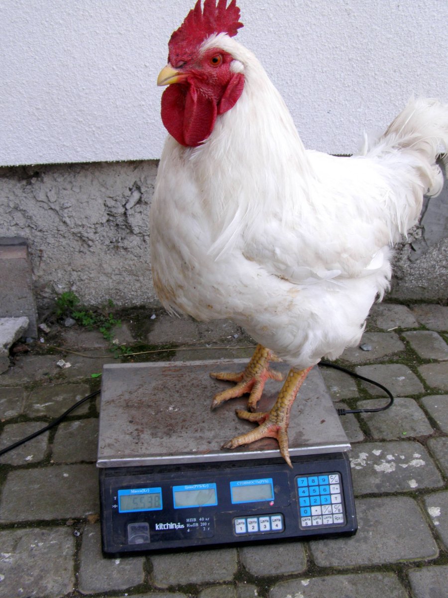 Куры породы Геркулес