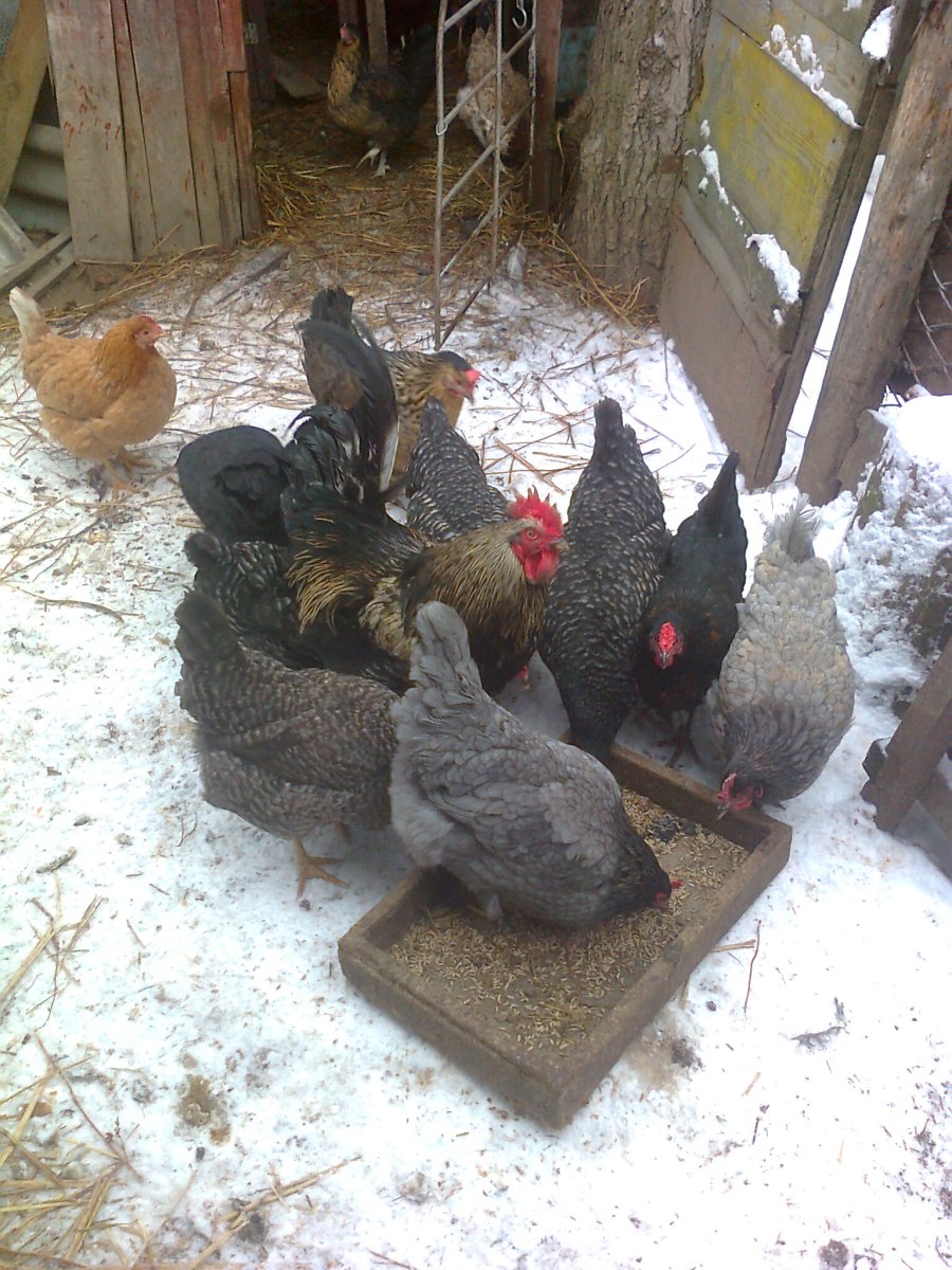 Цыплята тетра супер Харко