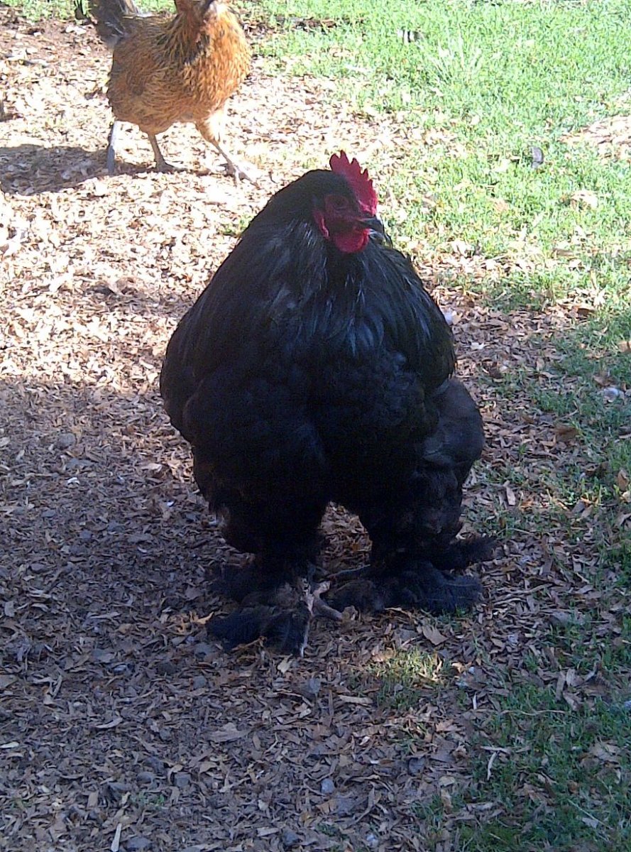 Порода курей Геркулес