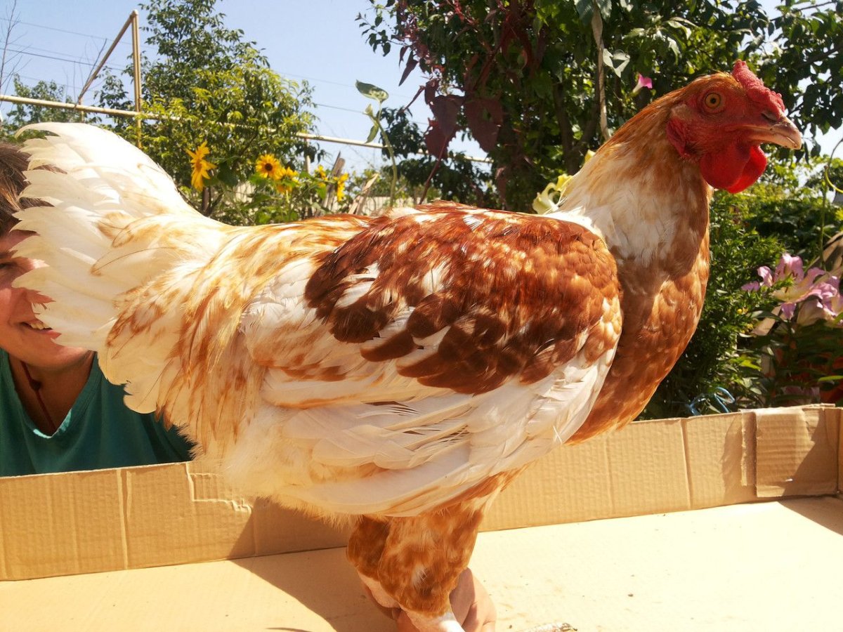 Бройлер Геркулес