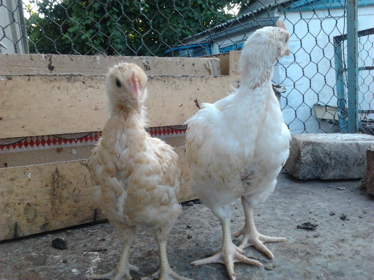 Голландские куры несушки