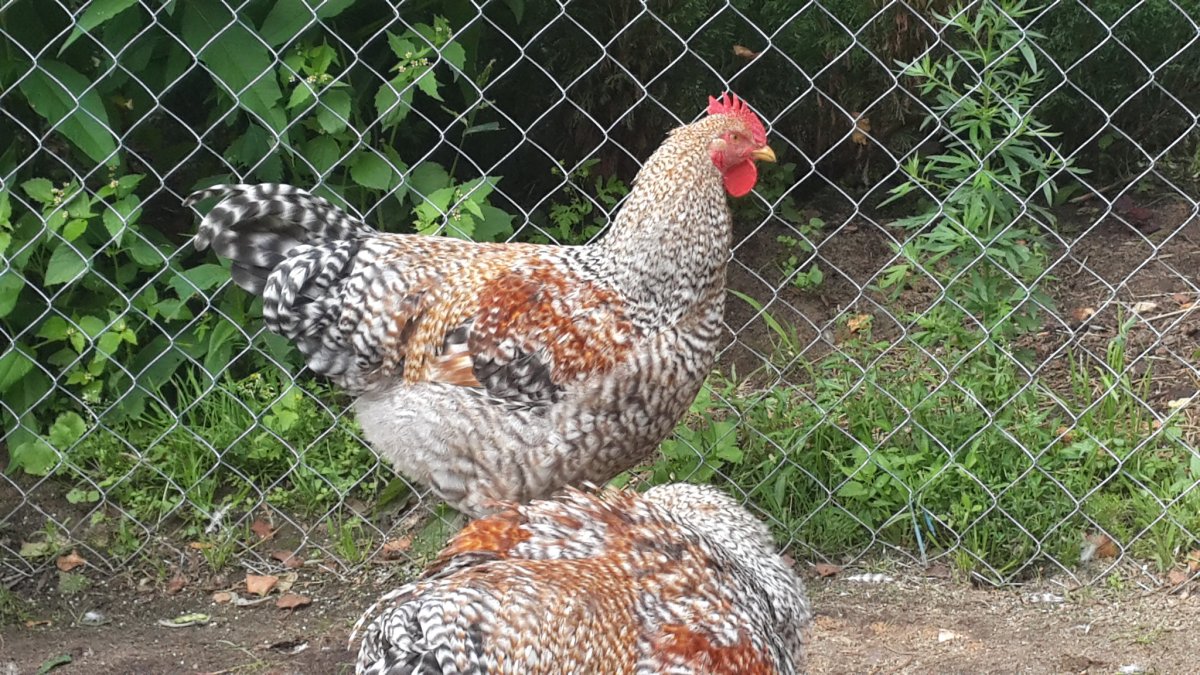 Курицы ферма яйца