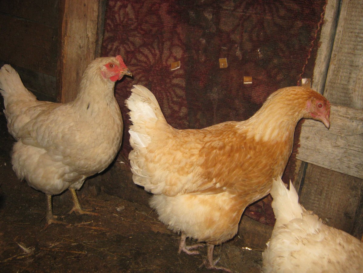 Куры Геркулес рябенькие