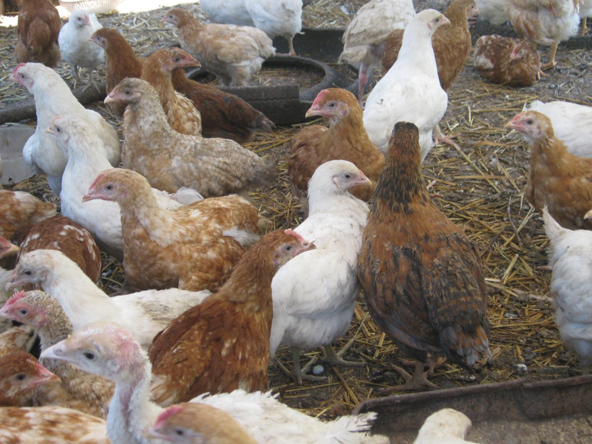 Цыплята Геркулес