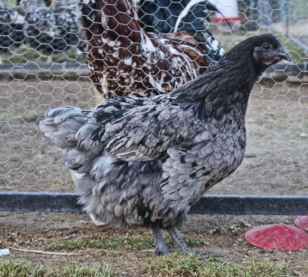 Хайсекс Суссекс