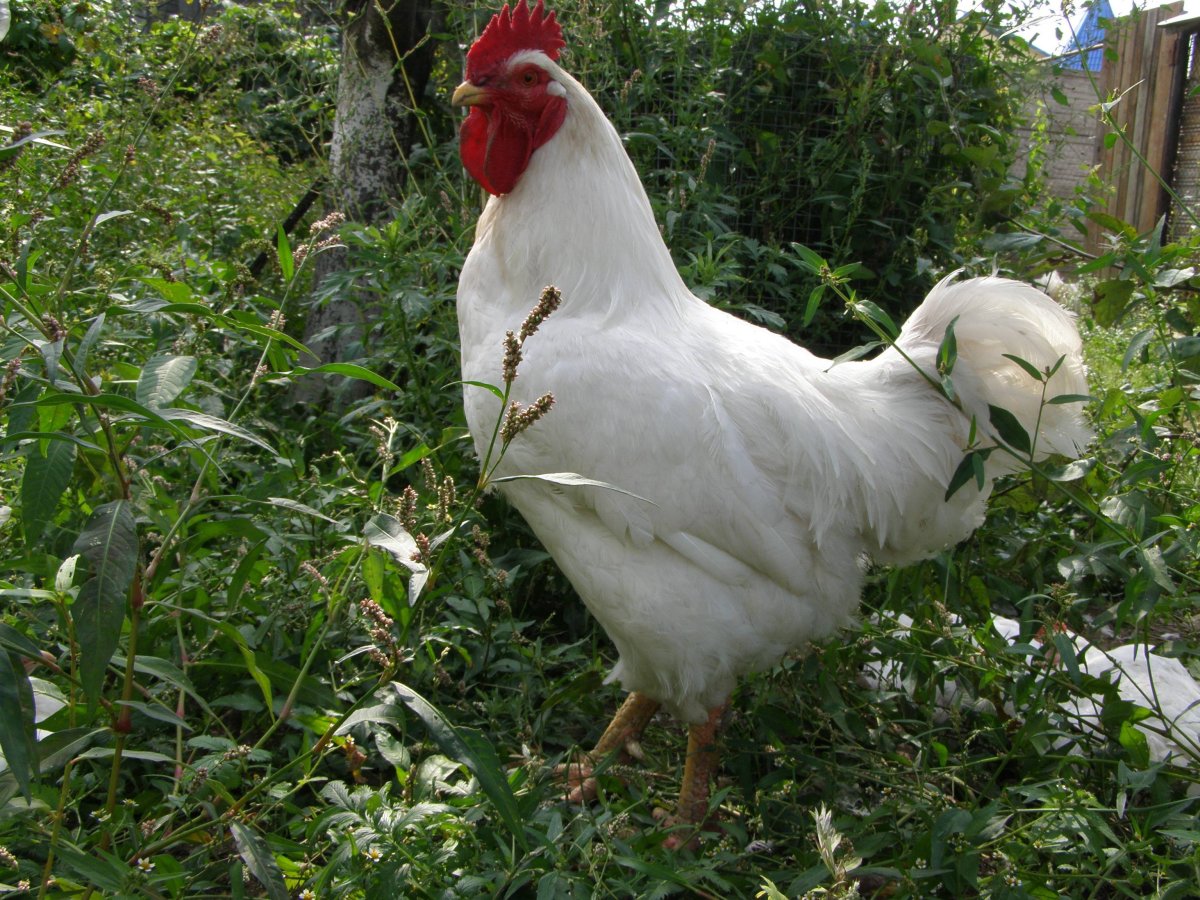 Петух породы Геркулес