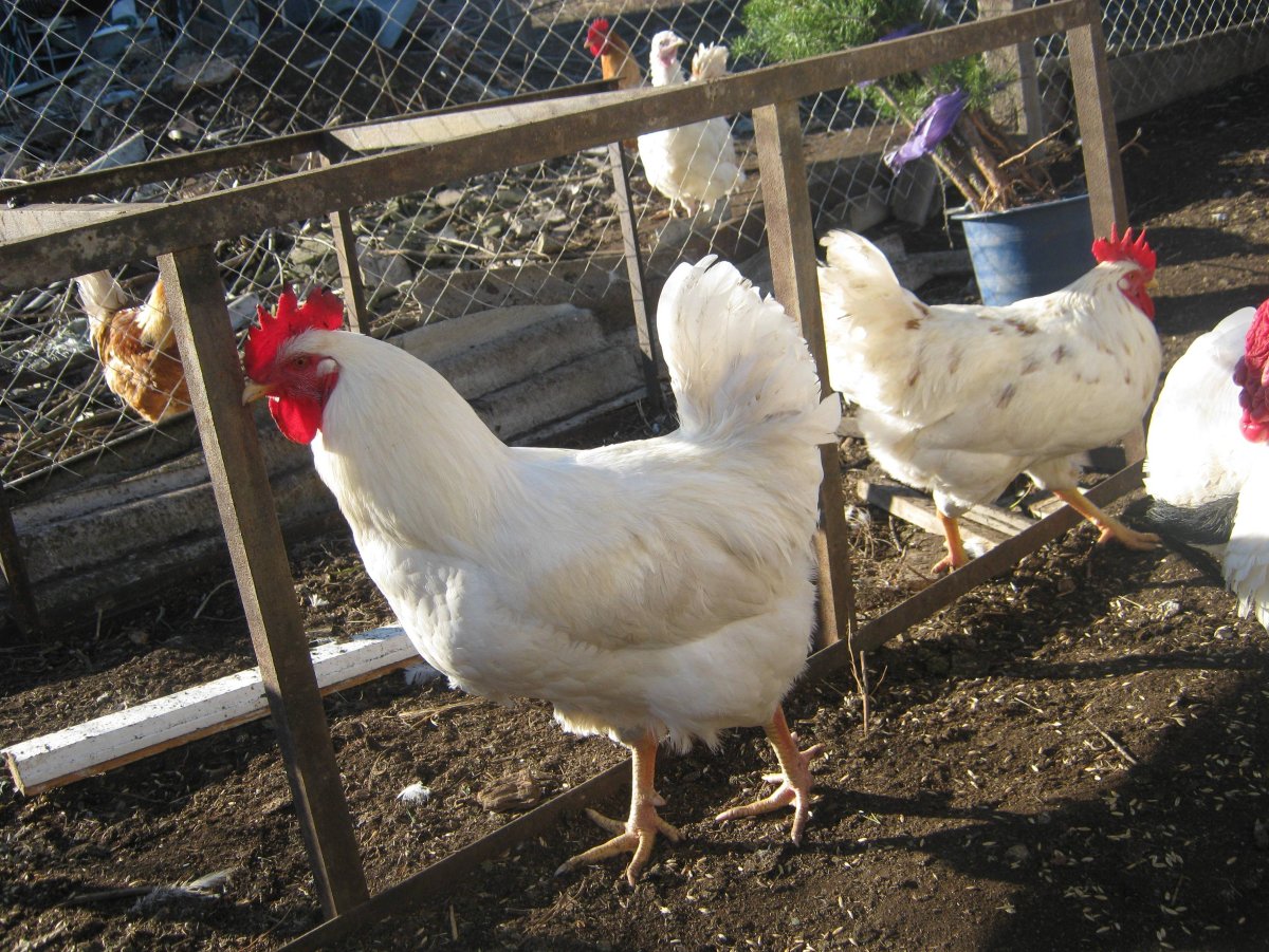 Куры породы Геркулес