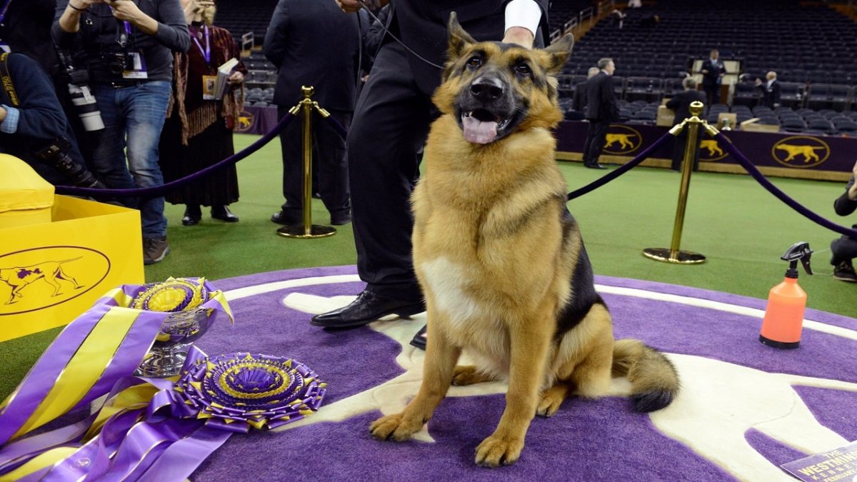 Вожатый служебных собак погранвойск