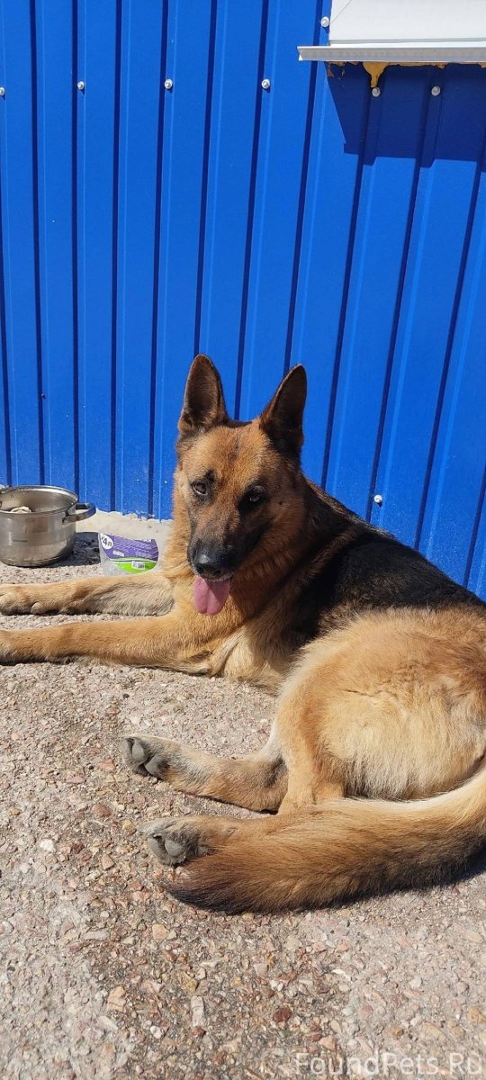 Пограничная собака