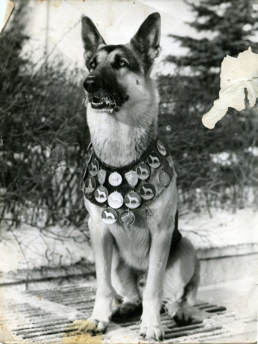 Овчарка с медалями