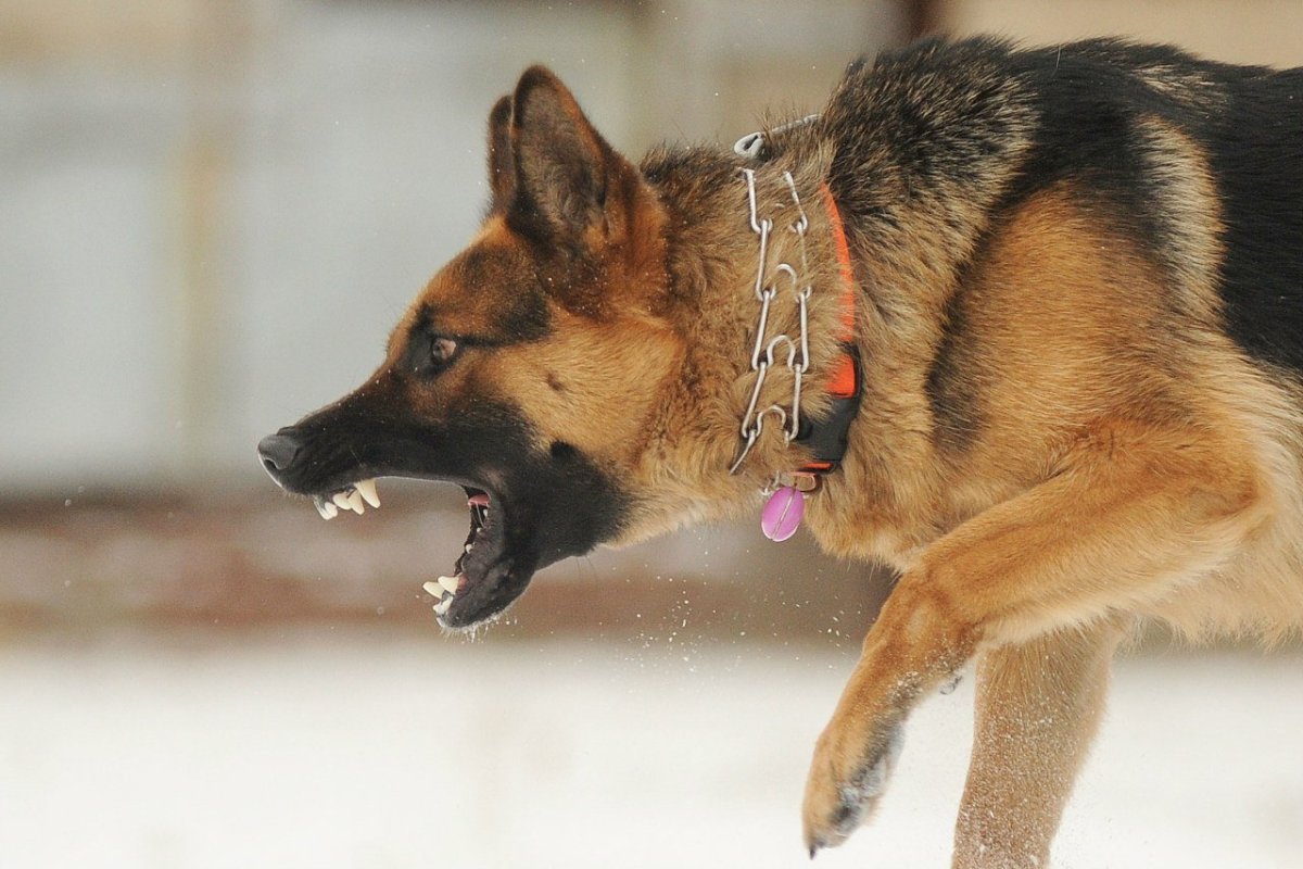 Немецкая овчарка США к9