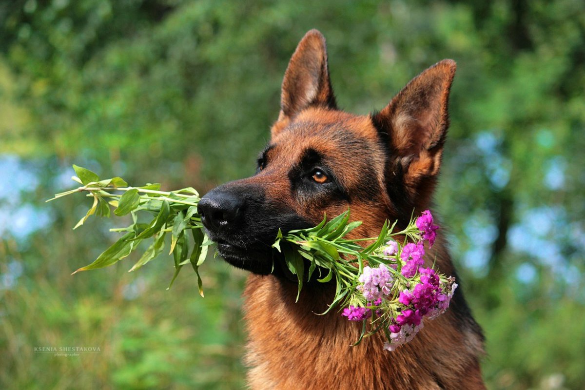 Пограничная собака