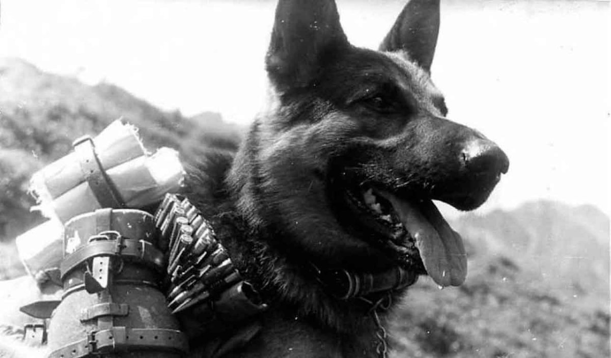 Служебные собаки с медалями