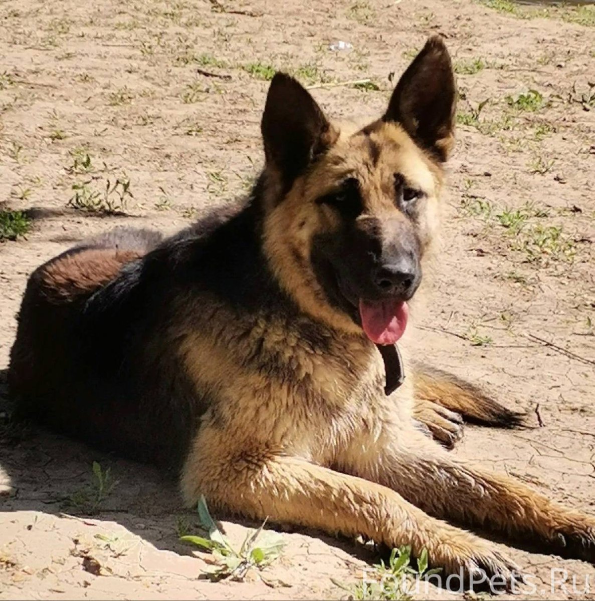 Служебная собака с наградами