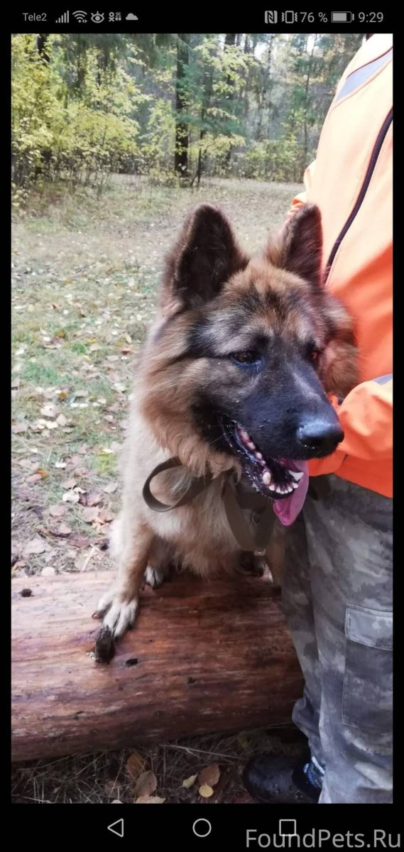 Дрессировка служебных собак