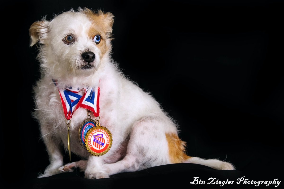 Собака с медалями