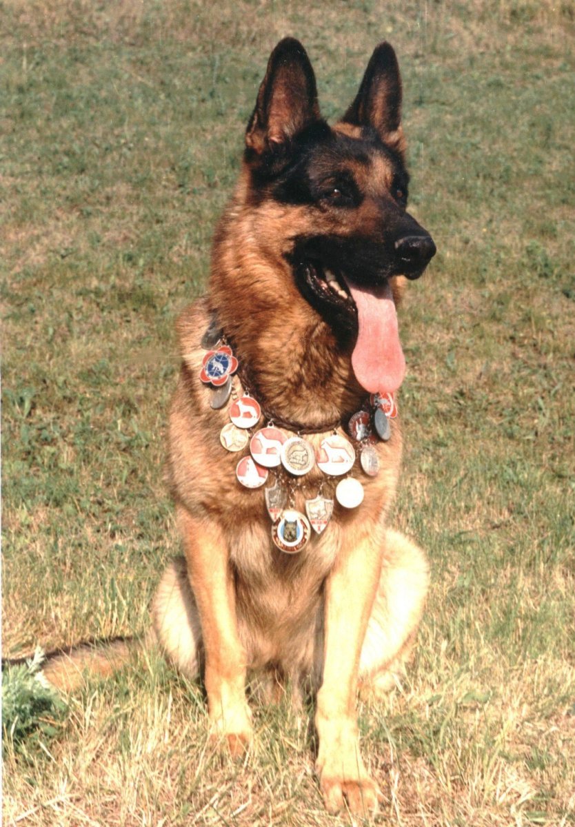 Немецкая овчарка с медалями